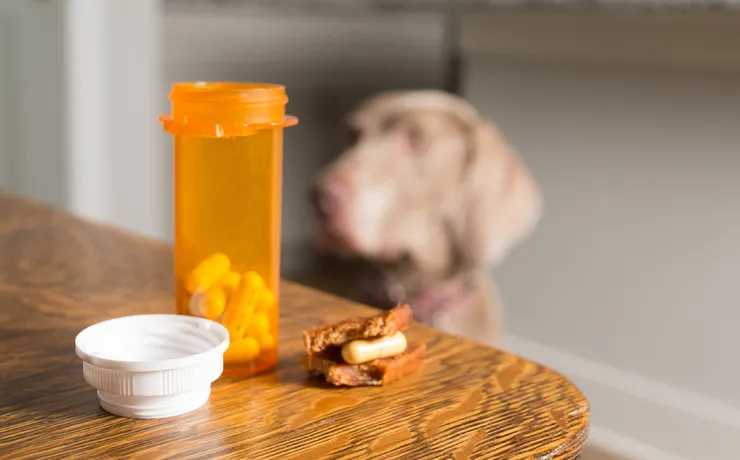 Veterinary Compounding: Medications for Your Pets